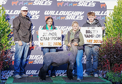 Champion Natural Ram
All-American Nugget Show & Sale